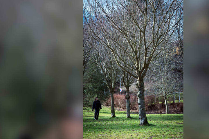 Siehe da, wie wächst: Seit zehn Jahren gedeihen Walnussbäume im Stadtpark.