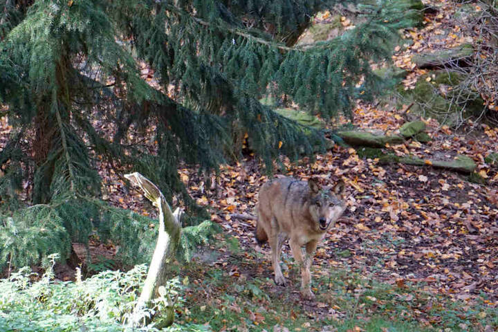 Aus dem Wildpark Lüneburger Heide ist ein neuer Wolf gekommen.