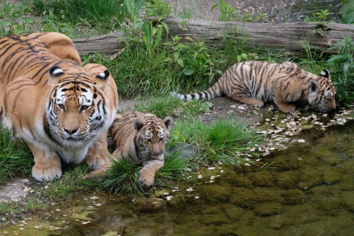 Da war sie noch ganz klein: Tigerdame Lenya (rechts) geht demnächst auf Reisen.