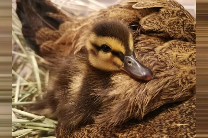 Die kleine Ente wohnt im Hühnerstall und wird dort von seiner Hennen "gepflegt".