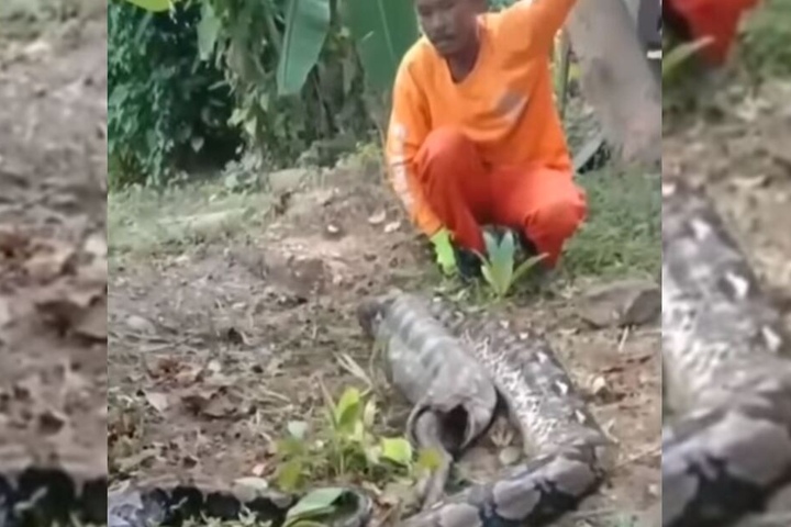 Einer der Schlangenfänger mit der knapp fünf Meter langen Python.