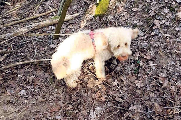 Gerade, als die Kameraden nicht mehr weiter wussten, kam der Hund mit wedelndem Schwanz zurück und schnappte sich seinen Ball.