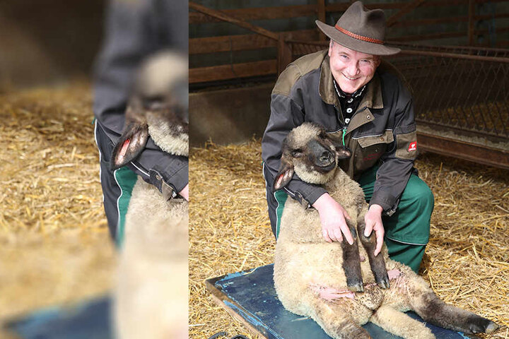 Eine schlanke Linie verlängert das Leben: Schafzüchter und Verbands-Chef Detlef Rohrmann (58) wiegt jedes Lamm und schaut, ob es als Osterlamm taugt.