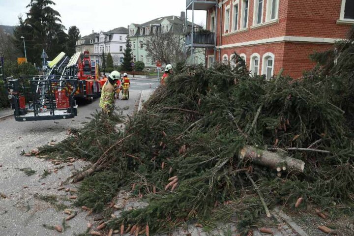 Stück für Stück musste die Kameraden der Freiwilligen Feuerwehr den Baum abtragen.