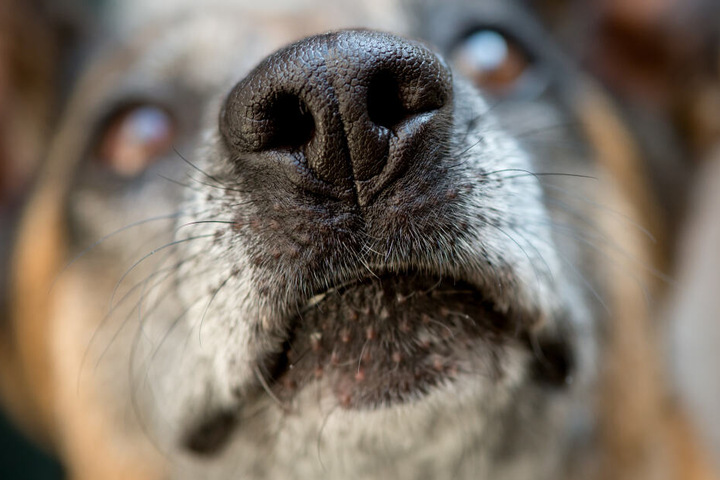 Die Spürhunde sind auf die Leichensuche spezialisiert. (Symbolbild)