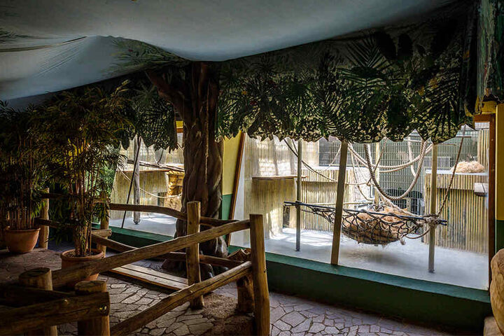 Arger Um Das Orang Utan Haus Tierschutzer Verklagen Dresdner Zoo