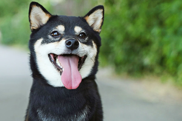 Ein Shiba Inu, wie dieser, soll zu der sexuellen Handlung gezwungen worden sein (Symbolbild).