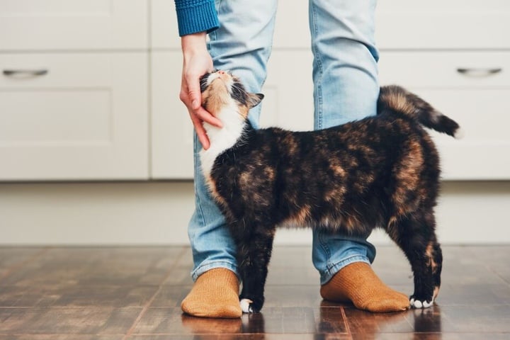 Wem die Katzen miauend und schnurrend um die Beine schleicht, soll vermutlich endlich das Futter servieren!
