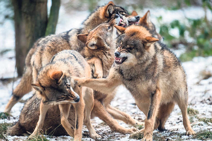 In der Region um die Gemeinde Ralbitz/Rosenthal gibt es besonders viele Wölfe, viele Schafe wurden getötet