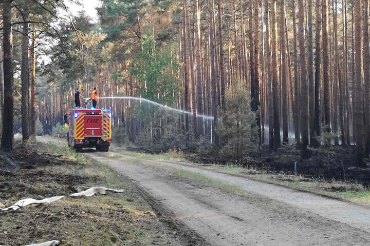 Feuerwehrleute stehen auf einem Einsatzfahrzeug der Feuerwehr, und spritzen Wasser auf Glutnester in einem Wald bei Jüterbog.