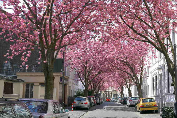 In Bonn blühen wieder Kirschen. (Archivbild)