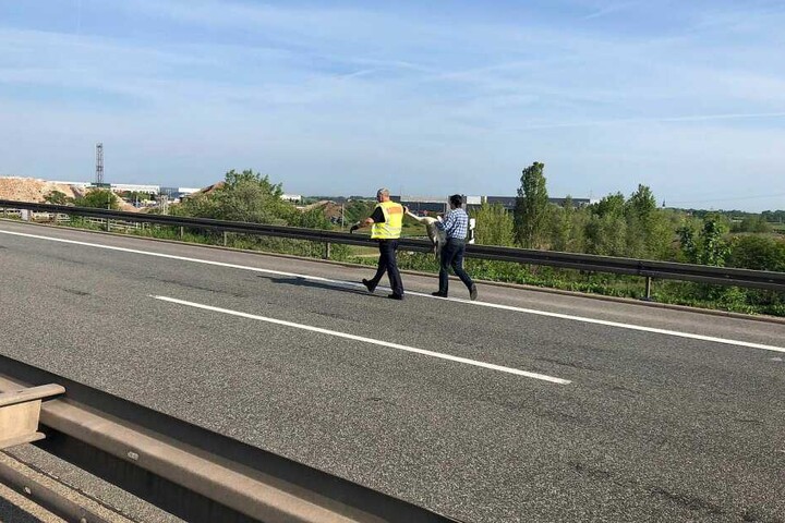 Gemeinsam mit einigen Autofahrern half die Polizei der Schwanenfamilie.