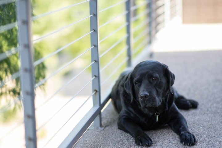 Hunde warten stundenlang auf ihren Rudelführer.
