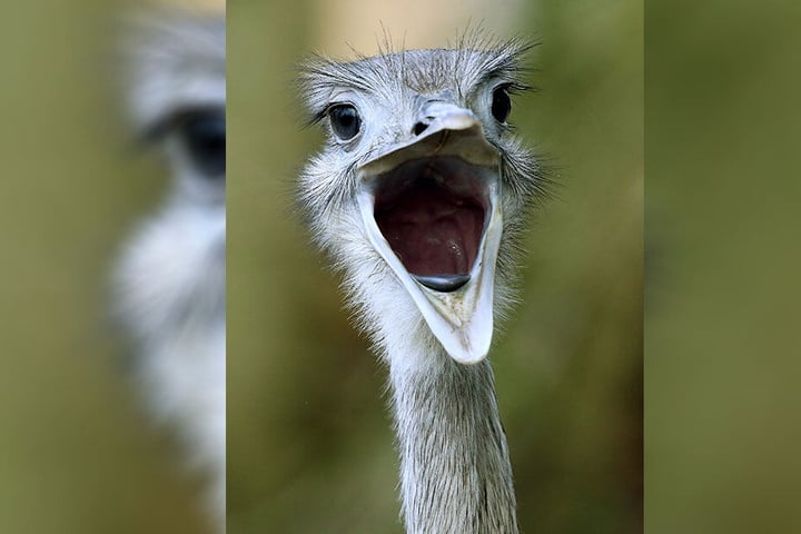 Neue Nandus: Die Laufvögel aus Südamerika beziehen im Freiberger Tierpark Quartier.