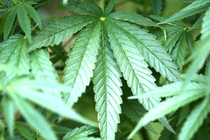 Eine Cannabis-Plantage in den eigenen vier Wänden hatte sich der Sachse zugelegt.