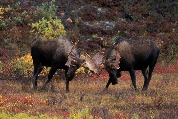 Erickson vermutet, dass die Tiere bei einem Kampf um eine Elchkuh ertrunken und anschließend eingefroren sind.
