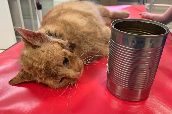 Letztlich hatte der Kater Glück im Unglück. Er wurde unversehrt befreit.