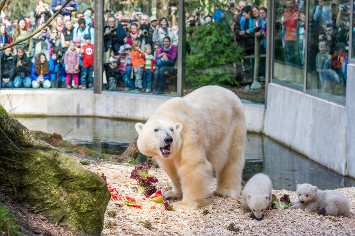 Der Tierpark Hellabrunn plant für den Sommer 2019 schon das nächste Highlight. (Archivbild)