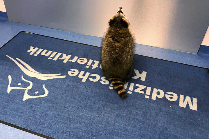 Jacky dürfte weltweit der erste Waschbär mit Herzschrittmacher sein.