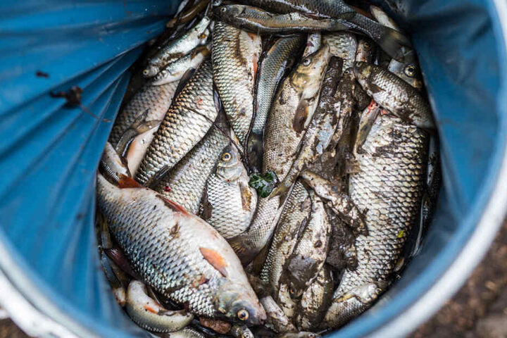Tote Fische liegen vergangenen Freitag in einer Tonne der Feuerwehr Heilbronn.
