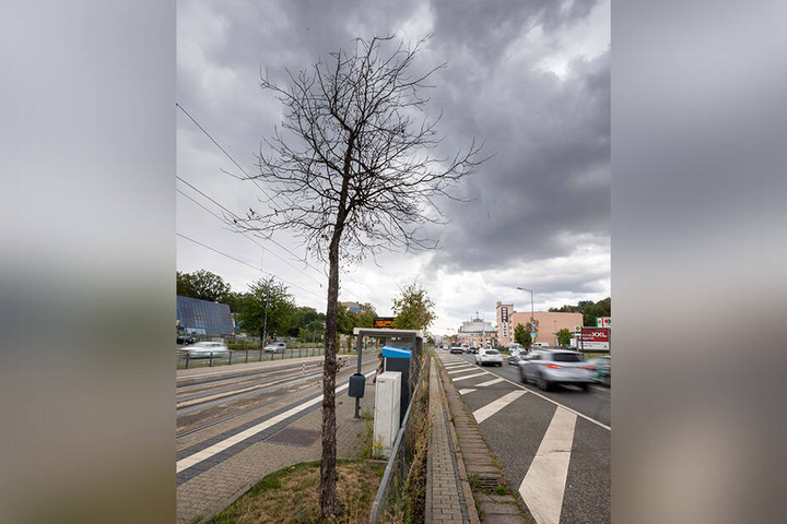 Am Külzplatz ist eine große Eberesche wegen einer Krankheit nahezu abgestorben.