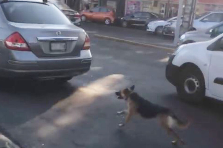 Gezielt lief der verzweifelte Hund dem Fahrzeug hinterher.