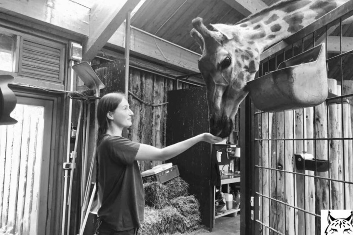 Der Zoo Magdeburg musste innerhalb weniger Stunden den Tod zweier Giraffen verkraften.