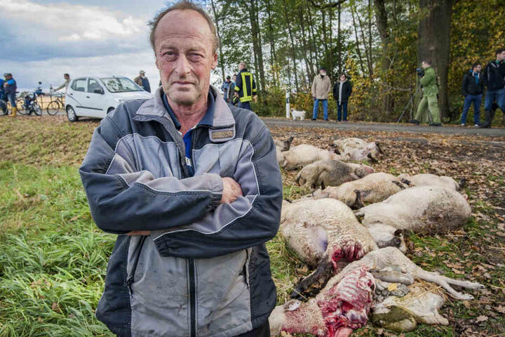 Sven Schlafke hat etwa 200 Tiere, in einer Nacht wurden die 15 Tiere Opfer eines Wolfsangriffes.
