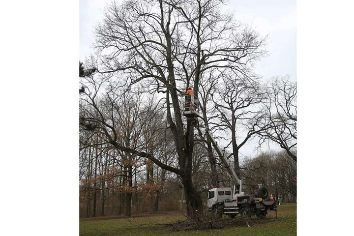 Profis fällen diesen gut 150 Jahre alten Spitzahorn im Großen Garten. Sein Zustand ist zu desolat und eine Gefahr für Parkbesucher.