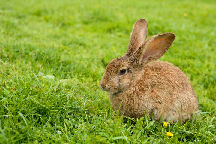 Die Besitzerin ließ ihren Hasen öfter im Freien laufen. (Symbolbild)