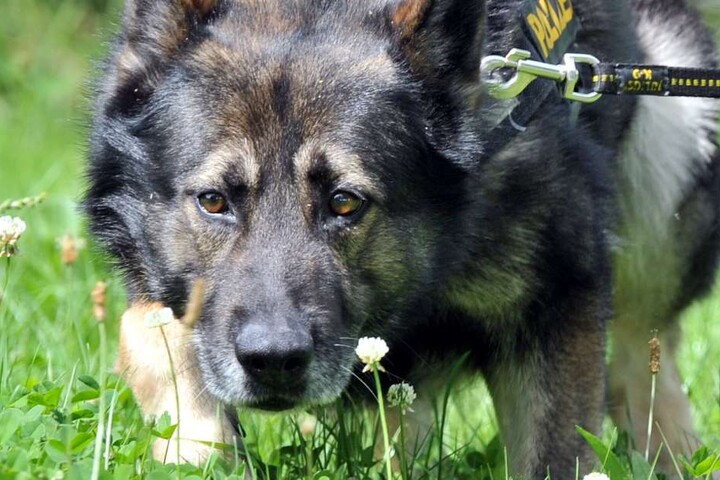 Auch Hunde waren bei der Suche im Einsatz. (Symbolbild)