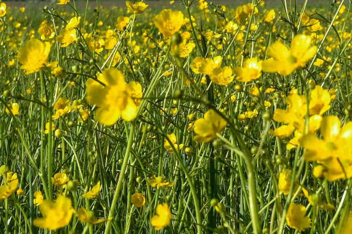 Der Frühling ruft bei den Gartenträumen in Rheda-Wiedenbrück.