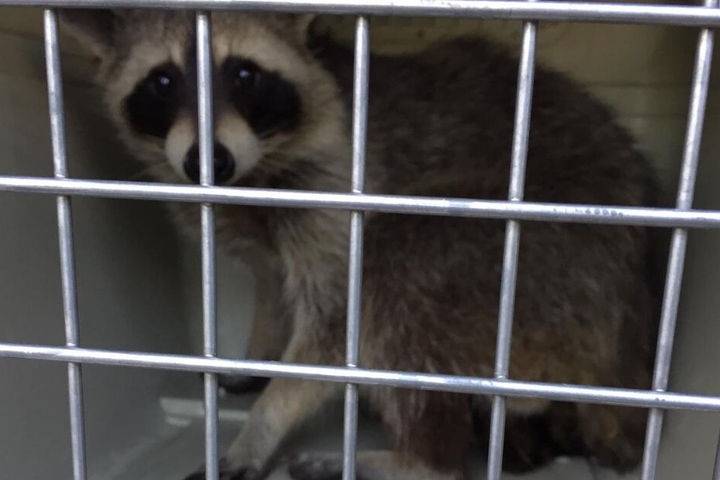 Nach der Rettung kam das Tier in einer Transportbox zur Überprüfung in eine Klinik.