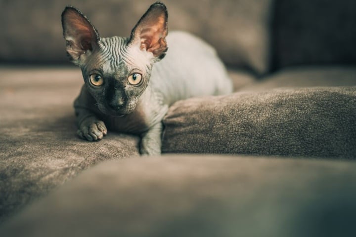 Die Sphinx Katze gehört zu den Nacktkatzen.