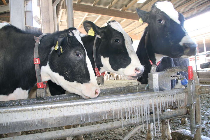 Kühe an der Eisbar im Augustusburger Ortsteil Grünberg. Das Wasser läuft vorgeheizt in die Tränke der Kühe von Landwirt Markus Schönherr in Grünberg. Beim Saufen schwappt immer wieder Wasser über, das dann zu Zapfen gefriert.