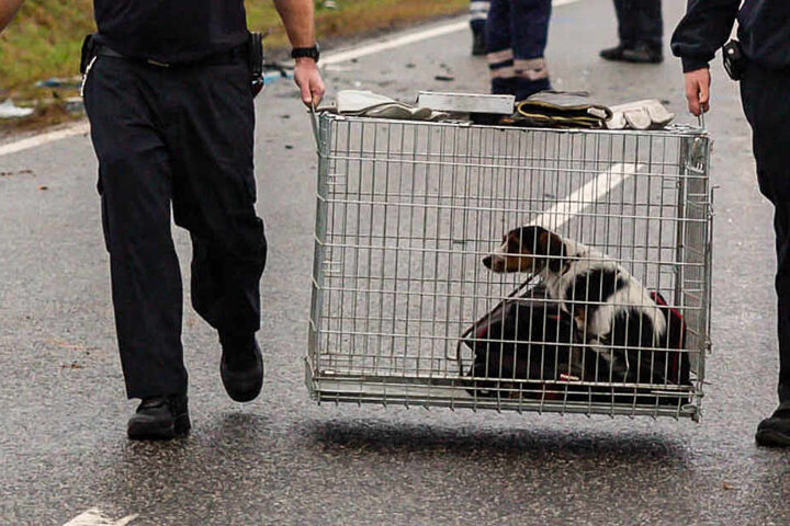Der Hund der 27-Jährigen wurde von der Feuerwehr in ein Tierheim gebracht.