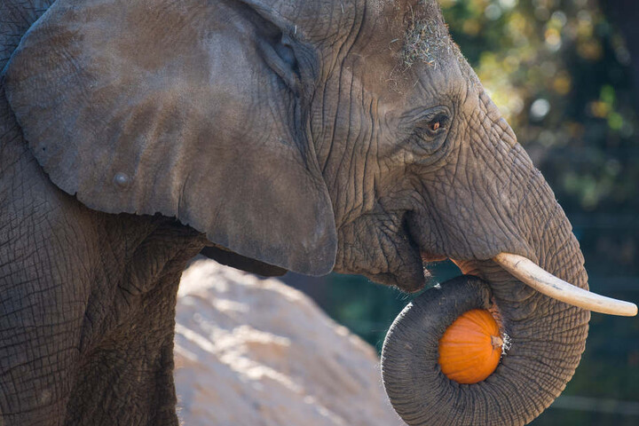 Ein Elefant hebt mit seinem Rüssel einen Halloween-Kürbis.