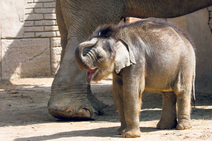 Törööö - am Tag nach der OP tollt der kleine Elefant wieder durchs Gehege. Nun muss die Wunde noch gut abheilen.