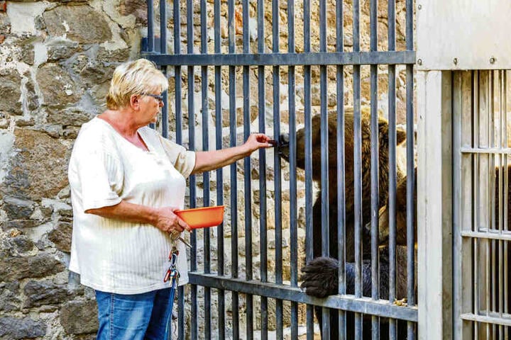 Angela Mierau füttert die Jungbären Benno und Bea. Die Bärin Jette bekommt altersgerechte, manchmal vorgekochte Kost. "Sie hat zwar noch alle Zähne, trotzdem fällt ihr das Beißen manchmal schwer", sagt die Pflegerin.