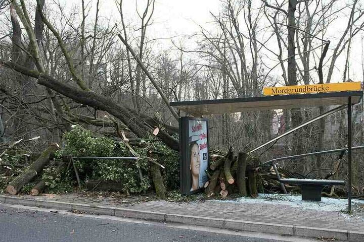 Ein umgestürzter und zerschnittener Baumstamm liegt nach dem Sturmtief Eberhard in einer Haltestelle der Dresdner Verkehrsbetriebe (DVB).