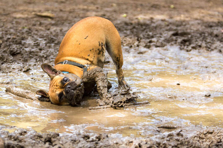 Das macht richtig Laune! ...und schreit nach einem Hunde-Waschtag.