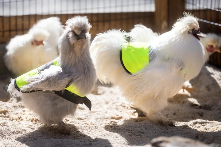 Die Hühner im Zoo der Minis tragen Warnwesten. Damit wird das Federvieh vor Krähenangriffen geschützt.