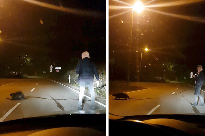 Die Bilder aus einem Video zeigt den 19-jährigen Alexander Oswald, der einem Biber über die Straße hilft.