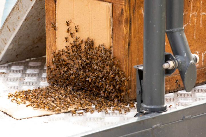 Schlussendlich ging alles gut: Das Bienenvolk wurde samt Königin abtransportiert.