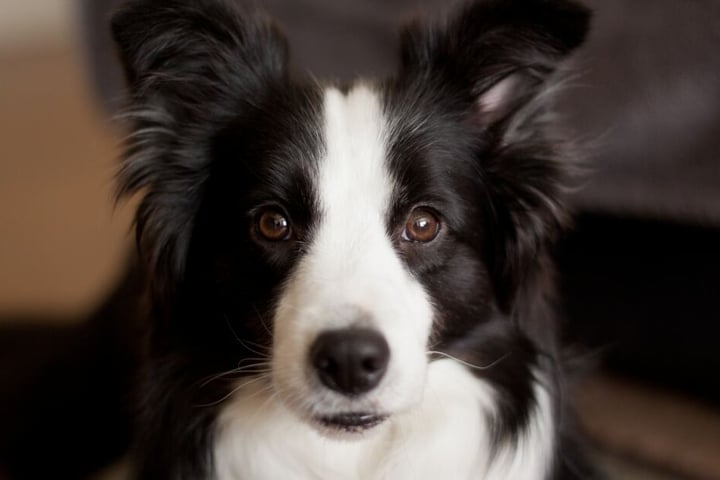Border Collies sind eine sehr aufmerksame, neugierige und schlaue Hunderasse.