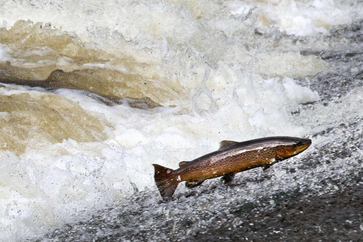 Eine Forelle springt aus einem Fluss: Wie die Chemikalie in die Fische kam, muss noch geklärt werden. (Symbolbild)