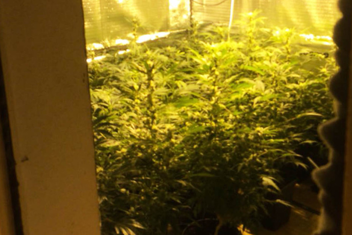 Mehr als 30 Marihuana-Pflanzen hatte der 33-Jährige in der Wohnung untergebracht.