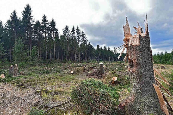 Ein Bruchwald nahe Altenberg. Die schlimmsten Schäden gab es bei Adorf (110.500 Kubikmeter), bei Marienberg (95.000 Kubikmeter), bei Bärenfels (75 000 Kubikmeter), in Neudorf und in Eibenstock.