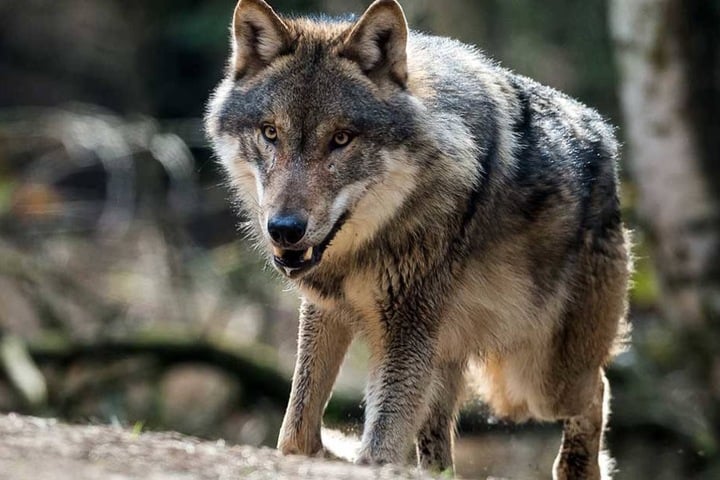 Unter bestimmten Bedingungen darf der Wolf in Brandenburg jetzt gejagt werden.