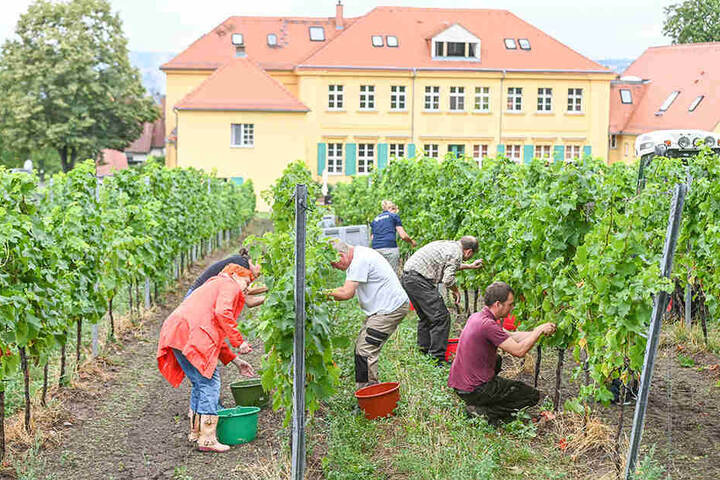 Alle packen mit an. Von beiden Rebstock-Seiten werden die Trauben in die Eimer gelesen.